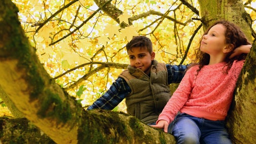 Children sitting in a tree during autumn at Castle Ward, County Down